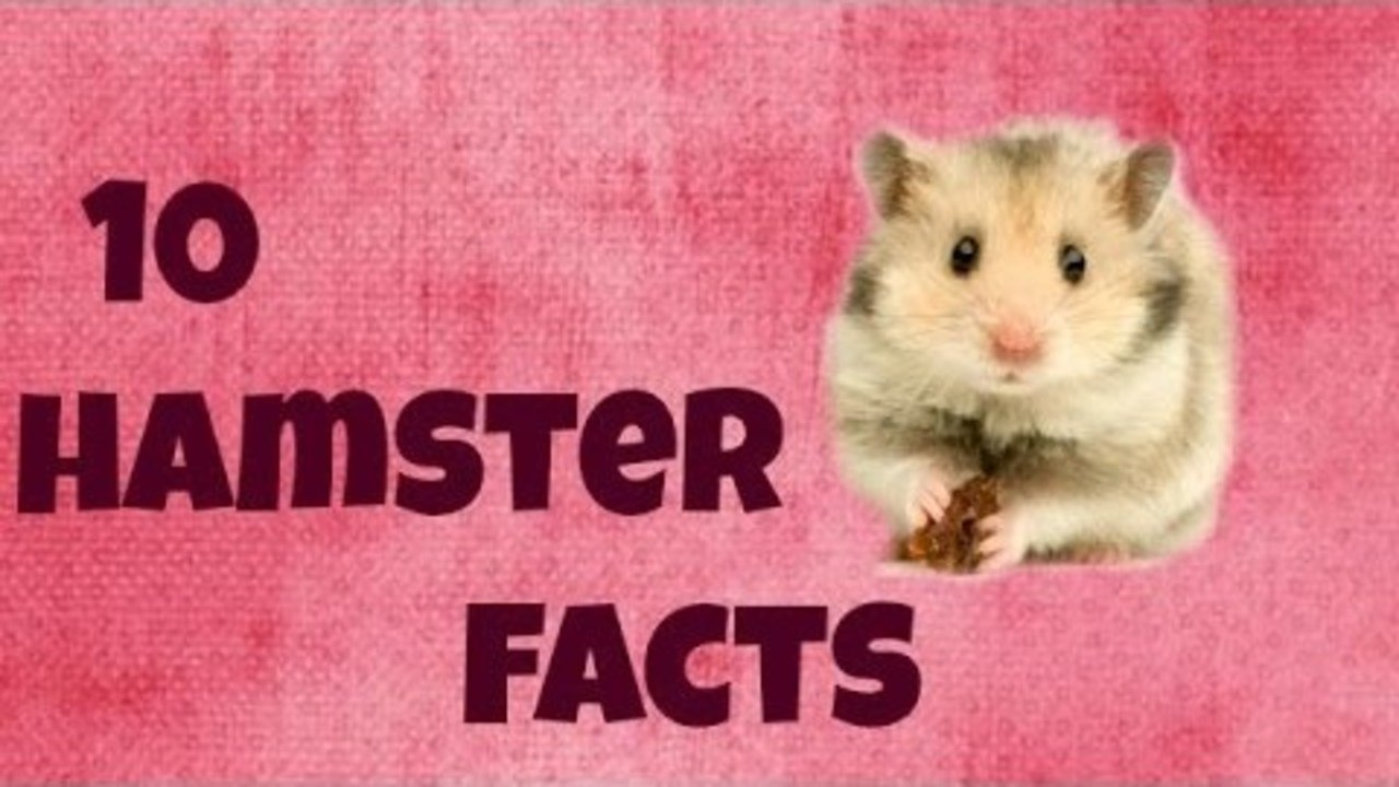 10 HAMSTER FACTS
