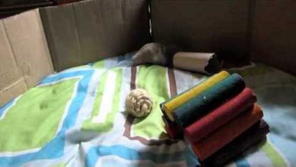 Fun Hamster Tag!