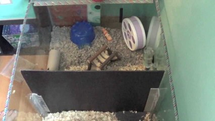 My Cage Cleaning Routine