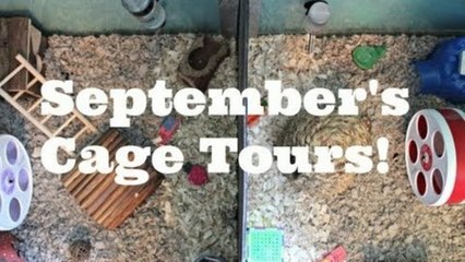 CAGE TOURS | September 2013