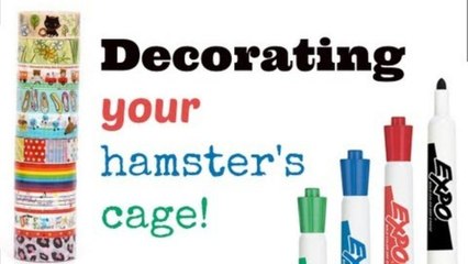 Decorating Your Hamster's Cage!