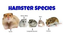 The 5 Domesticated Hamster Species