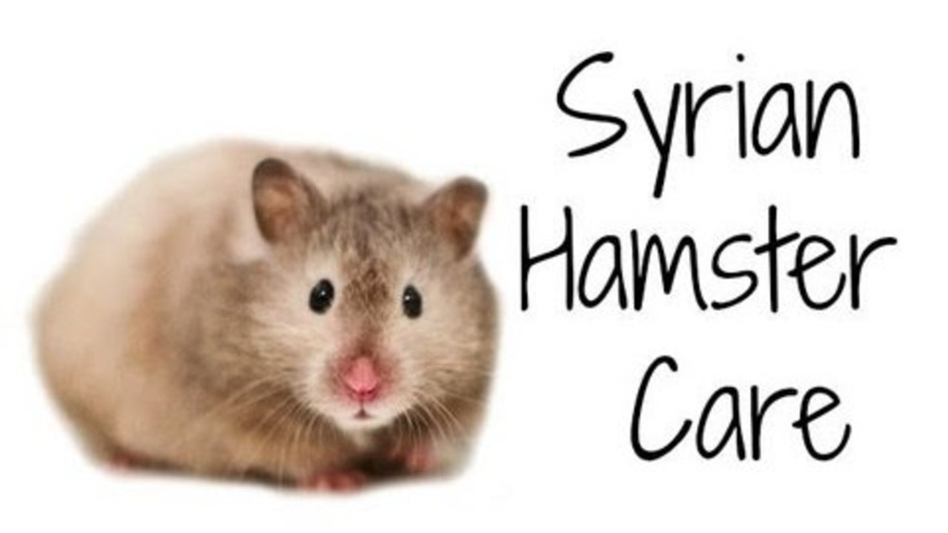 How to Care for a Pet Syrian Hamster