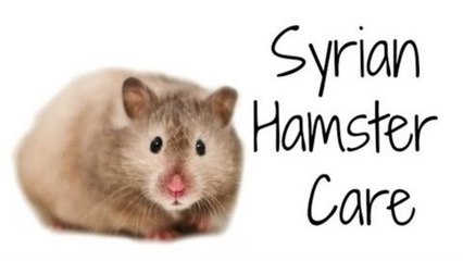 SYRIAN HAMSTER CARE