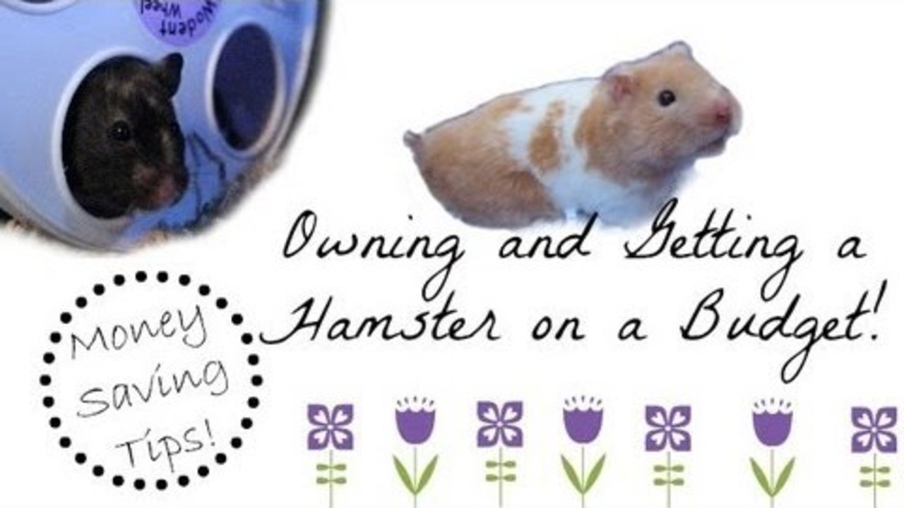 Owning and getting a Hamster on a budget!