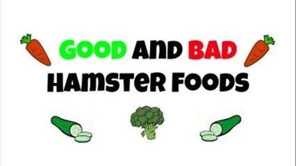 GOOD and BAD Hamster Foods