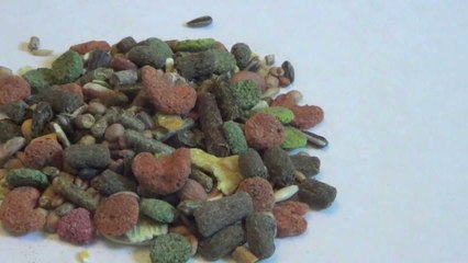 GOOD and BAD Hamster Seed Mixes
