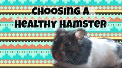 Choosing a Healthy Hamster
