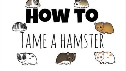 *OUTDATED* How to Tame your Hamster