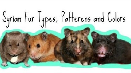 Syrian Fur Types, Patterns, and Colors