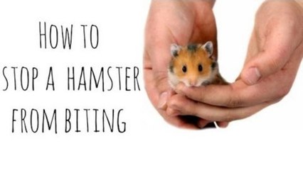 How to stop a hamster from biting
