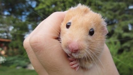 Fun things to do with your Hamster!