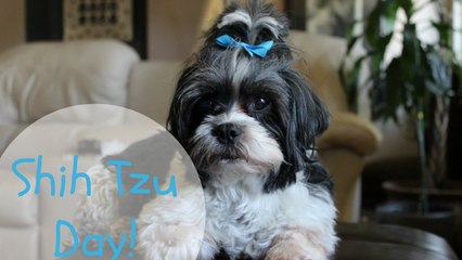 Shih Tzu Day!