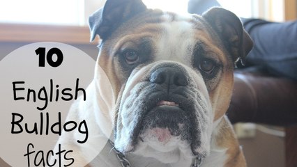 10 English bulldog facts! Ft Isabella!