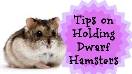TIPS ON HOLDING DWARF HAMSTERS!