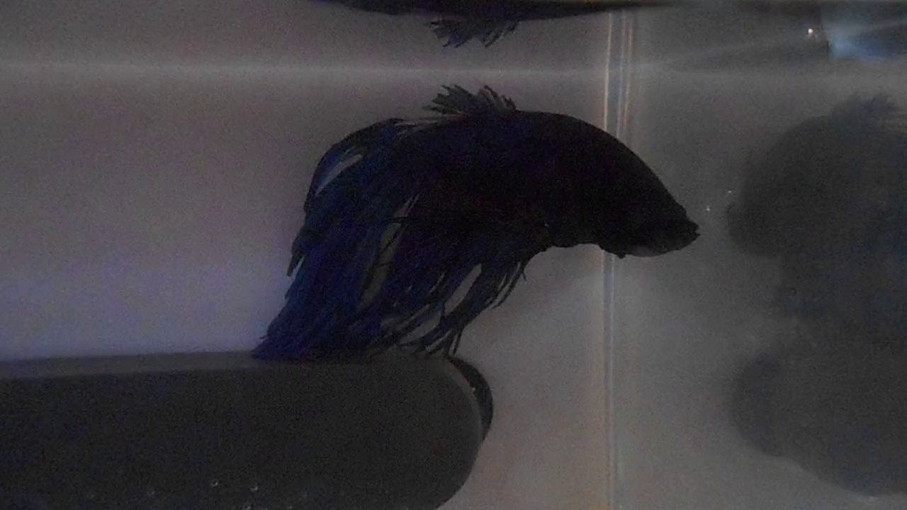 Maximus - Dorsale abîmée 1