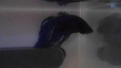 Maximus - Dorsale abîmée 1