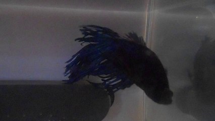 Maximus - Dorsale abîmée 2