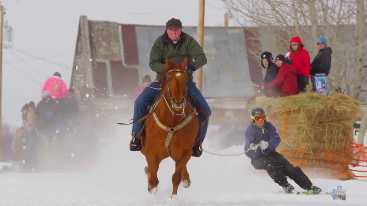 Skijoring : Du ski tracté par un cheval