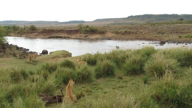Lone Zebra Wanders Into Lion Ambush