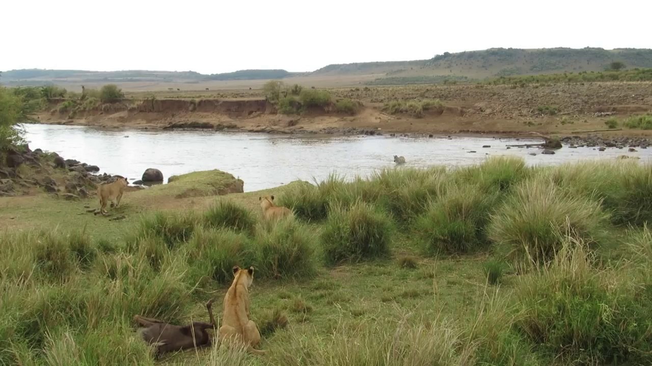 Lone Zebra Wanders Into Lion Ambush