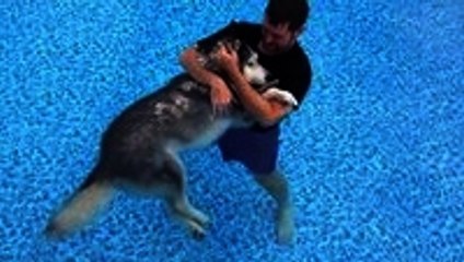 Old dog walks again with pool therapy