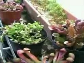 Plantes carnivores (3/4)
