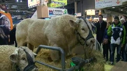 Les Charolais sous les feux de la rampe au S.I.A.