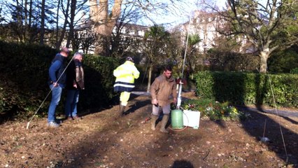 Les corvidés sont chassés de la ville