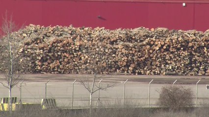 Illegaler Kahlschlag bedroht rumänische Wälder