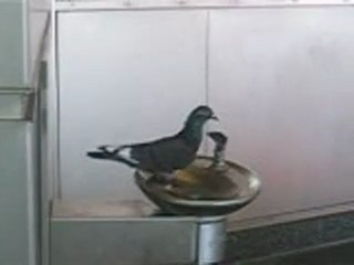 Pigeon Drinking Water