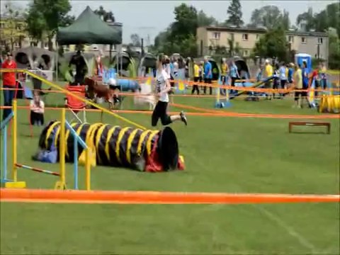 Amazing cocker spaniel Scooby tricks agility