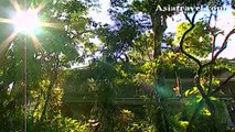 Skyrail, Cairns city Australia by Asiatravel.com