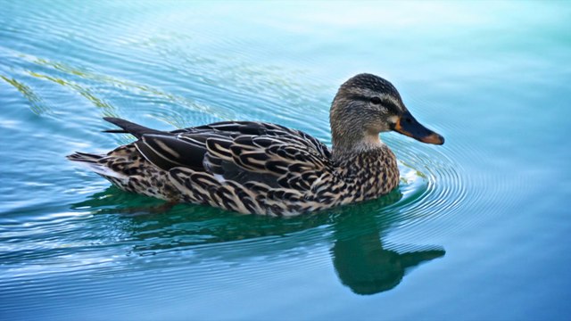 SkyfireX.net - Duck Pond