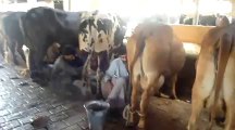KHALIS MILK Dairy Farm -Karachi (362 Deh-Joriji Bin Qasim Town)  and contact Number 0315-2003000