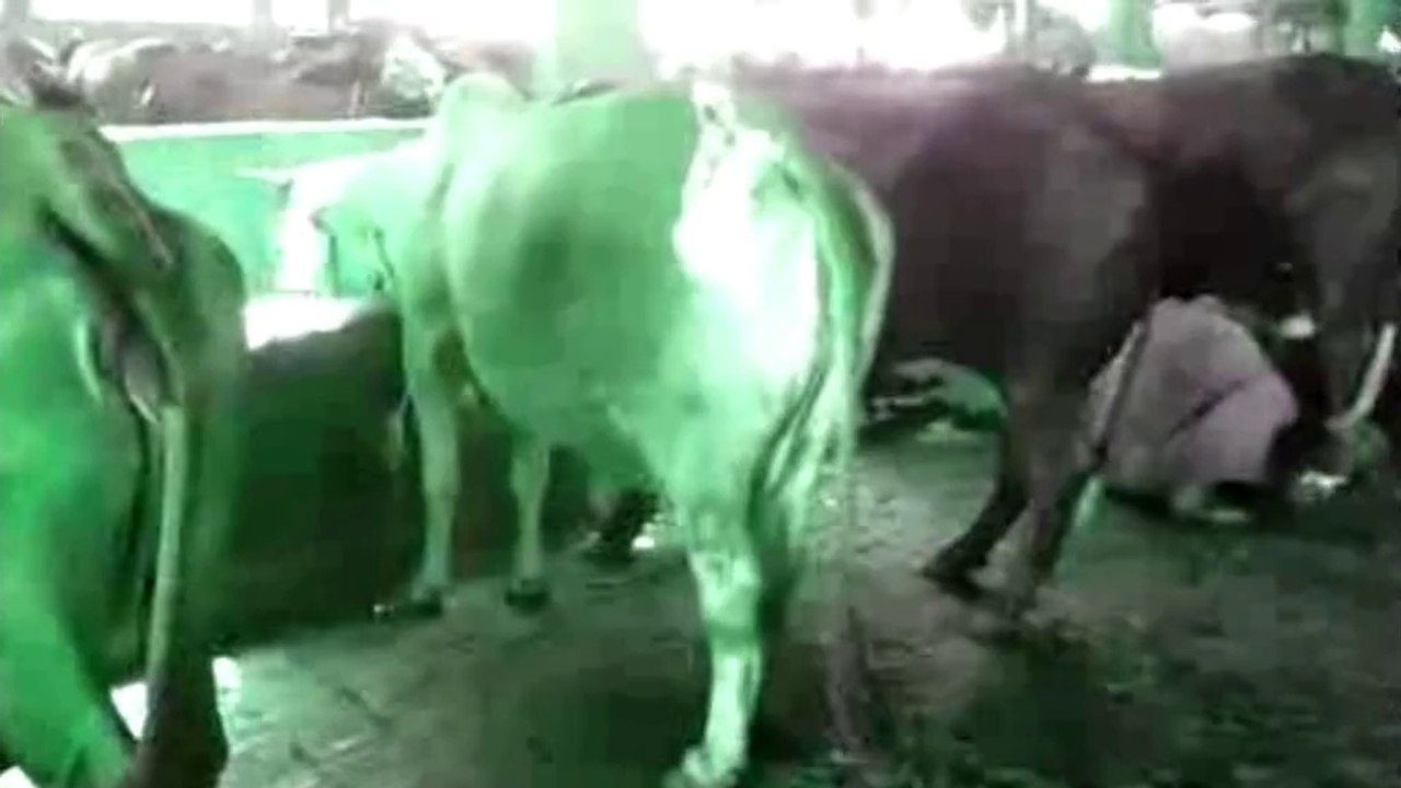 Khalis Milk Diary (Fat Organic Farms) -Karachi, 362 Deh Joriji Bin Qasim  Town and Contact No 0315-2003000