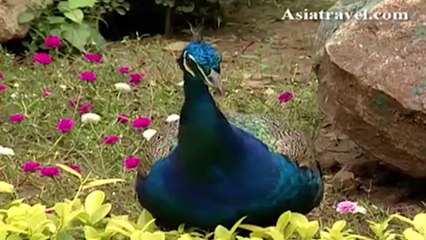 Chainat Bird Park, Thailand by Asiatravel.com