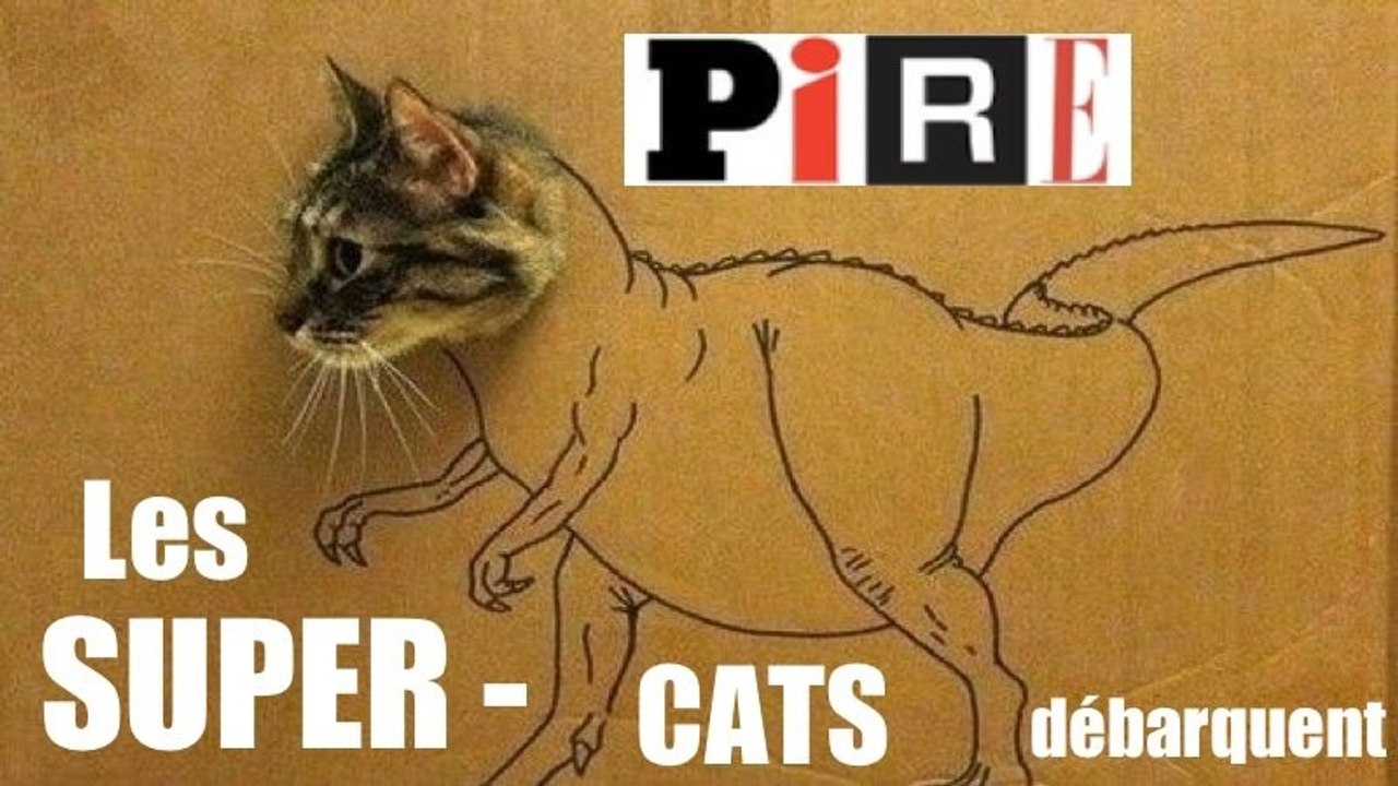Les SUPER-CATS débarquent