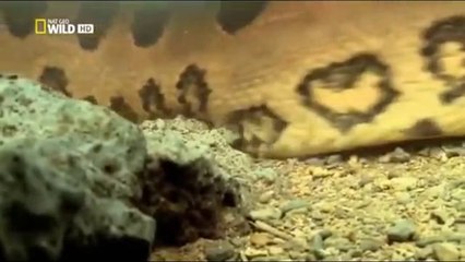 Xem trăn khổng lồ săn cá sấu