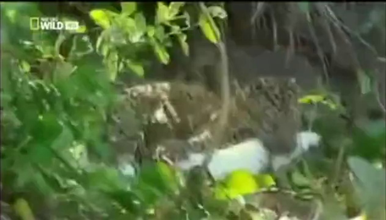 Sát thủ đầm lầy' bị báo gấm hạ gục dưới nước
