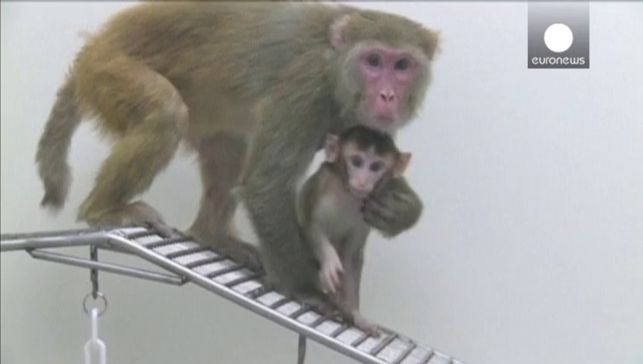 Scientists discuss prospect of babies with three parents