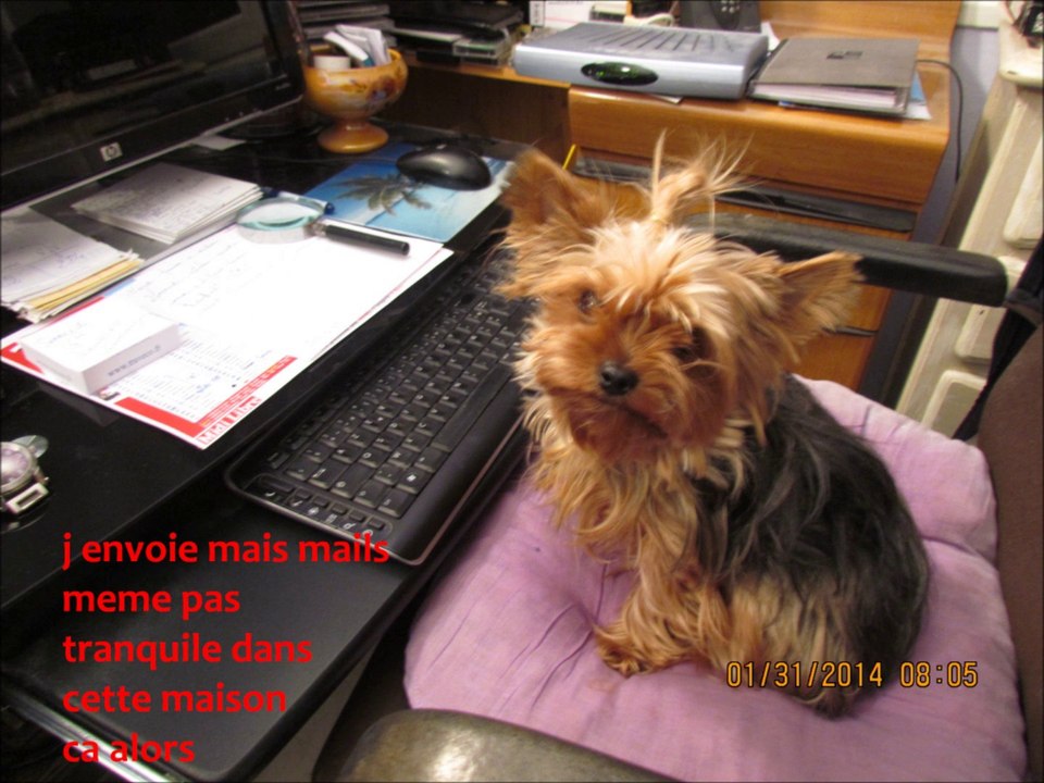 une vie de chien