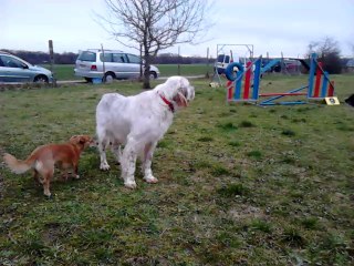 Miko au terrain d'entrainement des Amis de Lewis