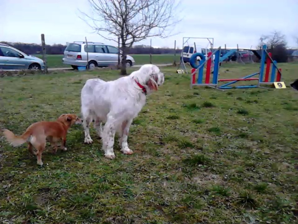 Miko au terrain d'entrainement des Amis de Lewis