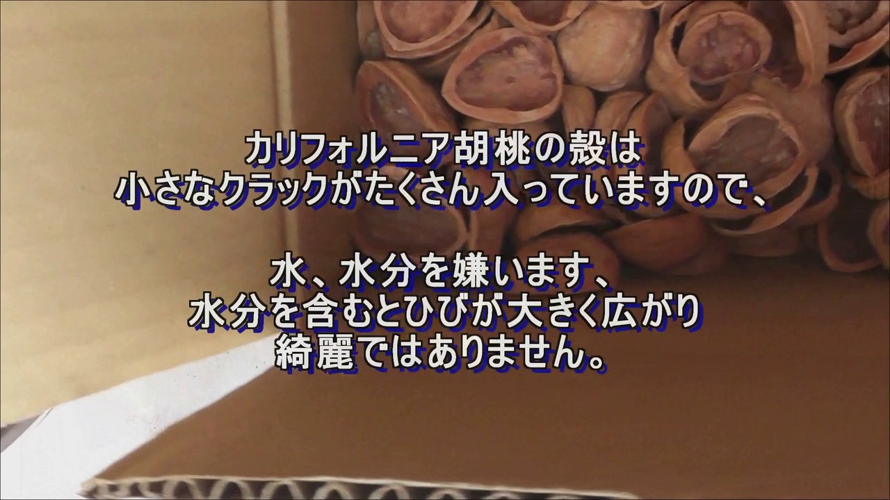 Squirrel,リスのクルミ割り,リス胡桃,カリフォルニアくるみ,クルミの殻の割り方,How to break clean walnut