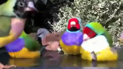 brids world's Videos_3