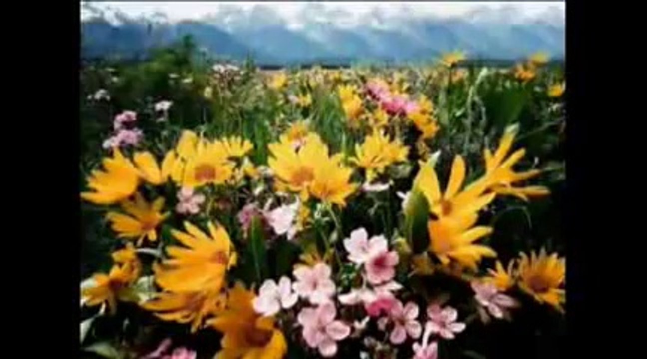 THE SWEETEST DAYS - Guitar Solo, Arr. & Played- Thanh-Nha