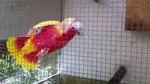 Parrot brids world's Videos_4