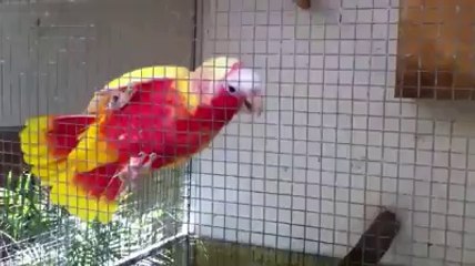 Parrot brids world's Videos_4