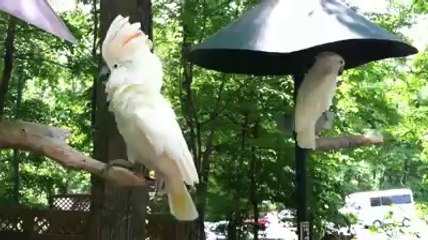 Parrot AMAING  world's Videos_2